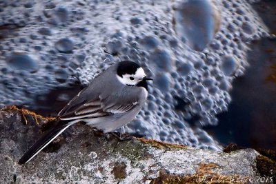 8/5 White wagtail 