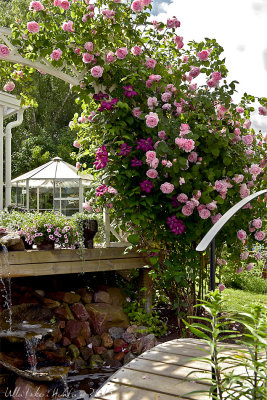 Constance Spray rose & clematis, great combo!
