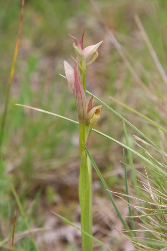 Serapias parviflora - Maccinagio
