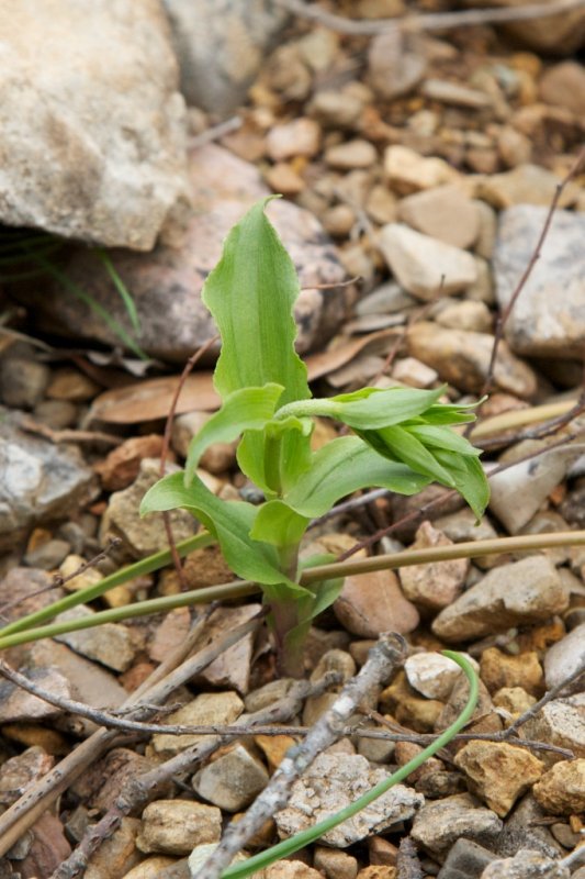 Epipactis sp. - Morosaglia