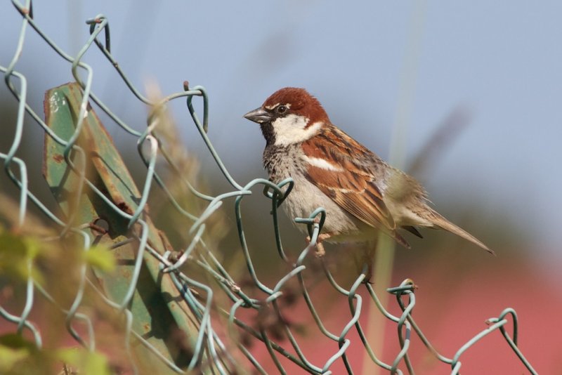 Moineau cisalpin