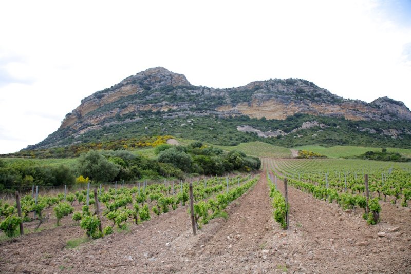 Vignoble de Patrimonio