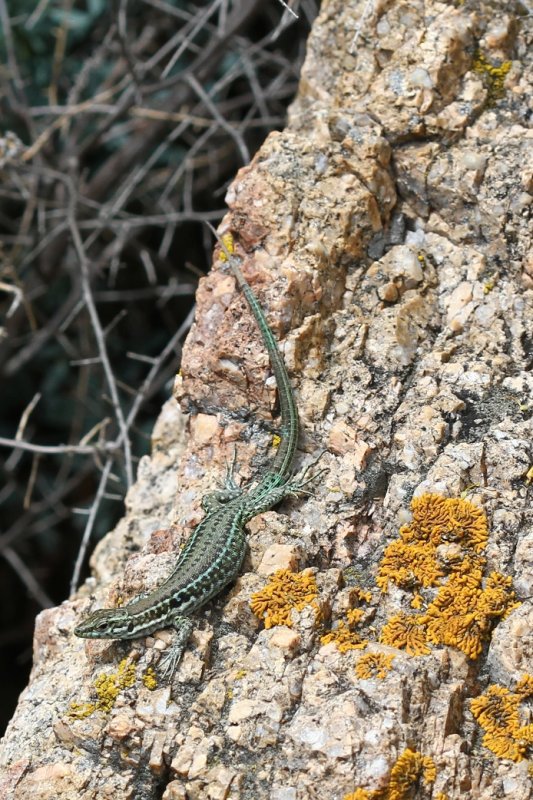 Lzard tyrrhnien