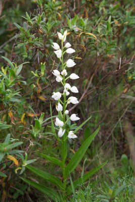 Cephalanthera longifolia - Col de Teghime