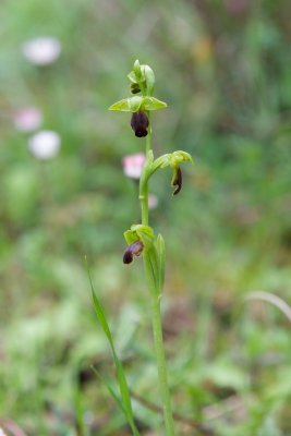 Ophrys funerea - Morosaglia