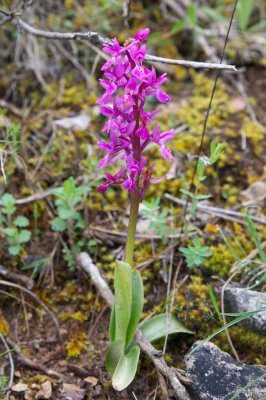 Orchis ichnusae - Morosaglia
