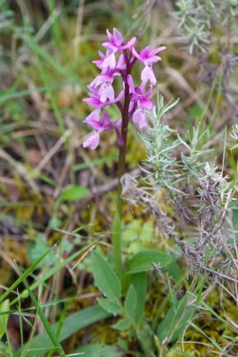 Orchis ichnusae - Morosaglia