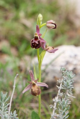 Ophrys morisii - Morosaglia