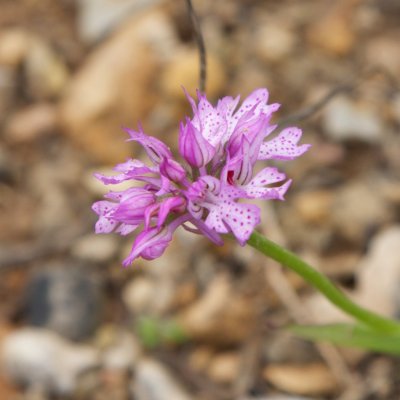 Orchis tridentata - Morosaglia