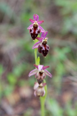 Ophrys morisii - Morosaglia