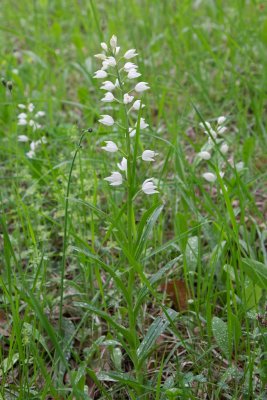 Cephalanthera longifolia - Ghisoni