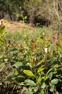 Platanthera algeriensis - Ghisonaccia