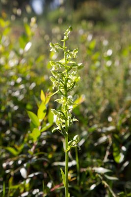 Platanthera algeriensis - Ghisonaccia