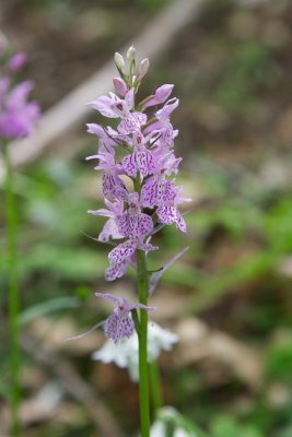 Dactylorhiza saccifera - Poggio-Mezzana