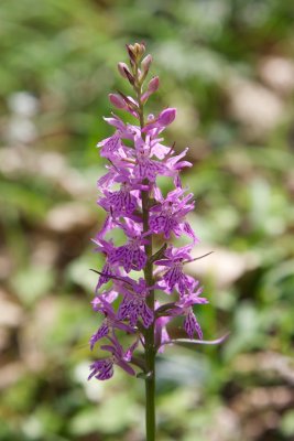 Dactylorhiza saccifera - Poggio-Mezzana