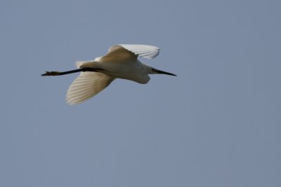 Aigrette garzette