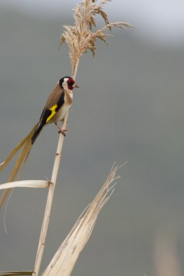 Chardonneret lgant