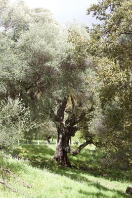 Filitosa