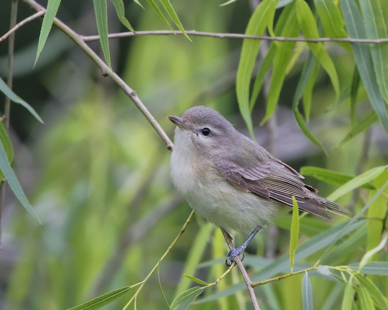 _MG_8066warbling vireo.jpg