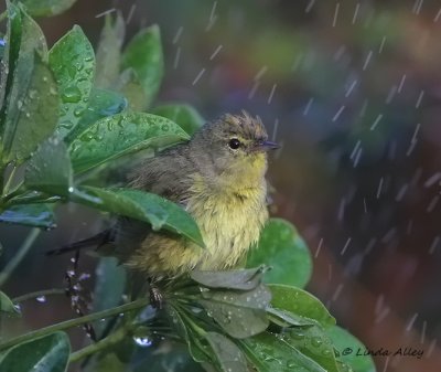 IMG_4009orange crowned warbler.jpg