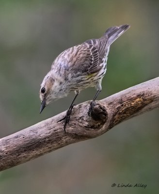 IMG_3713yellow rumped odd.jpg