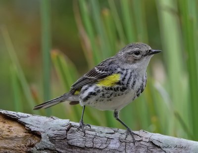 IMG_4123yellow rumped warbler.jpg