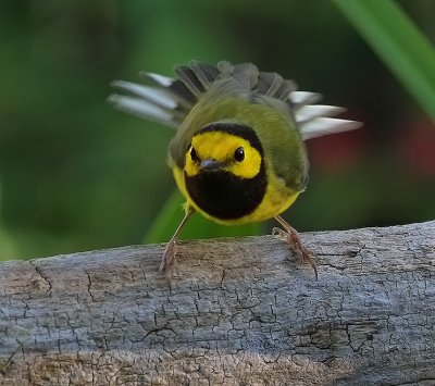 IMG_4523hooded warbler.jpg