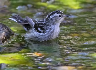 IMG_4589black and white warbler.jpg