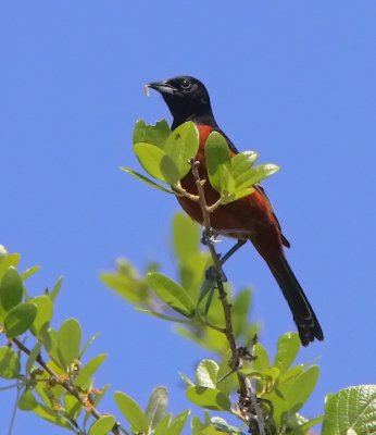 IMG_4966orchard oriole male.jpg