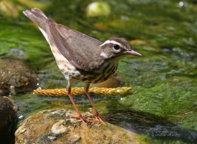 IMG_5063louisiana waterthrush.jpg