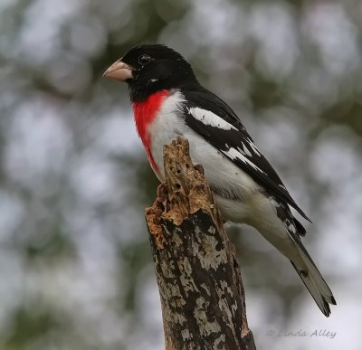 IMG_7789rose breasted grosbeak male.jpg