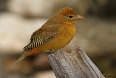 IMG_6837summer tanager.jpg