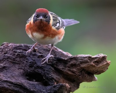 IMG_7191bay breasted warbler male.jpg