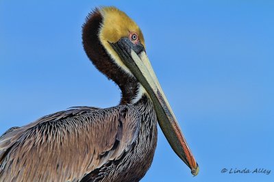 brown pelican.jpg