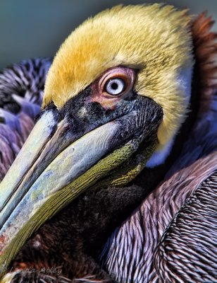 IMG_1793brown pelican.jpg