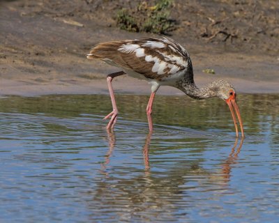 IMG_0303white ibis.jpg