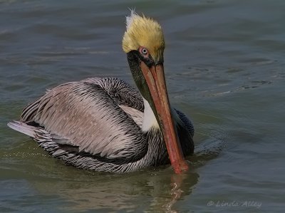 IMG_1770brown pelicans.jpg