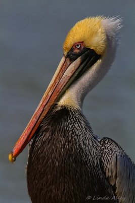 IMG_1791brown pelican.jpg