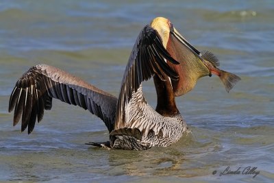 _MG_4209brown pelican.jpg
