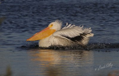 Pelicans/Comorants/Anhinga
