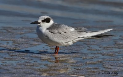 IMG_0158forsters tern.jpg