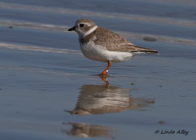 IMG_0200piping plover banded.jpg