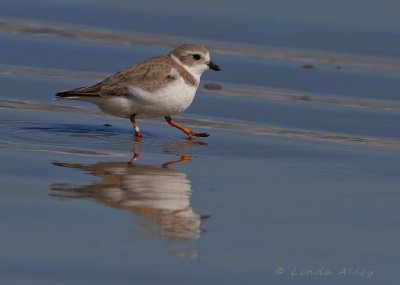 IMG_0207piping plover banded.jpg