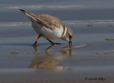 IMG_0256piping plover banded 2.jpg