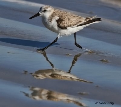 IMG_0262sanderling.jpg