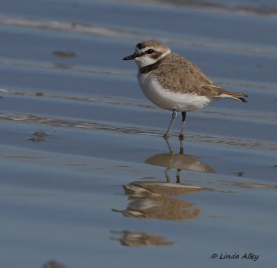 IMG_0273snowy plover.jpg