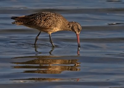 IMG_0992marbled godwit.jpg