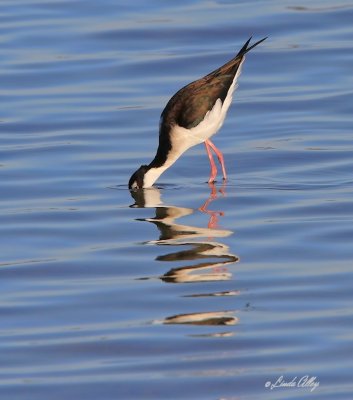 IMG_9021black necked stilt.jpg