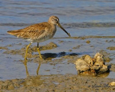 _MG_4159dowitcher.jpg