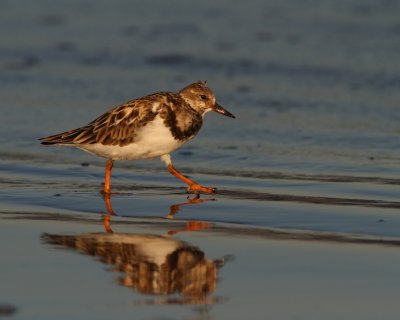 ruddy turnstone.jpg